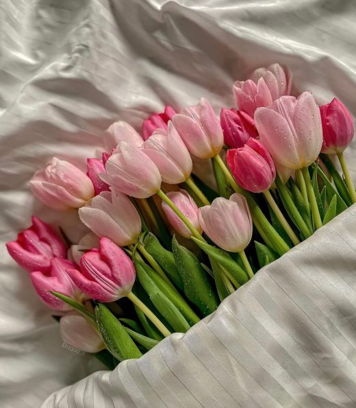 Wici Rose 10