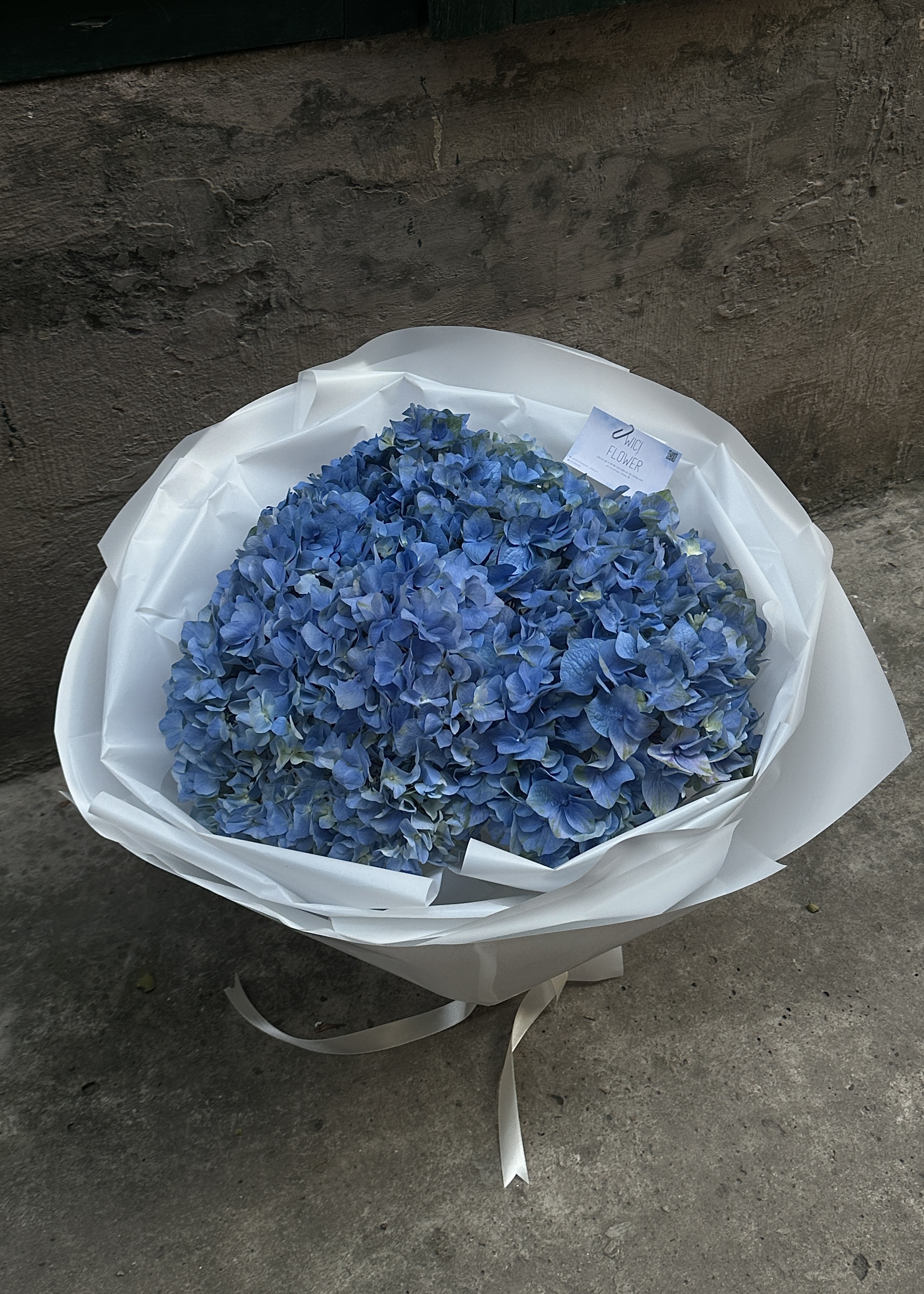Wici Cẩm Tú Cầu 01 - 1