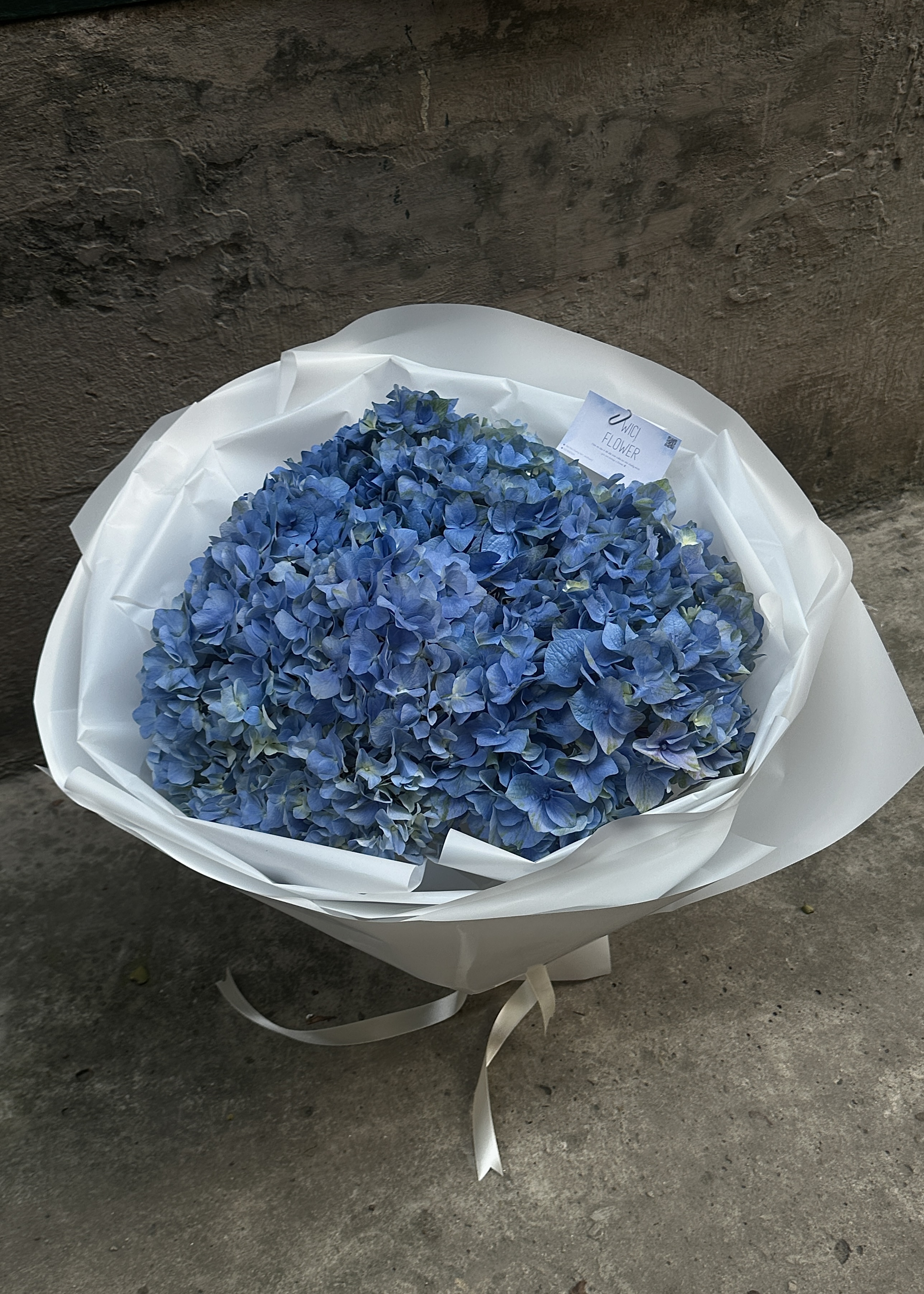 Wici Cẩm Tú Cầu 01