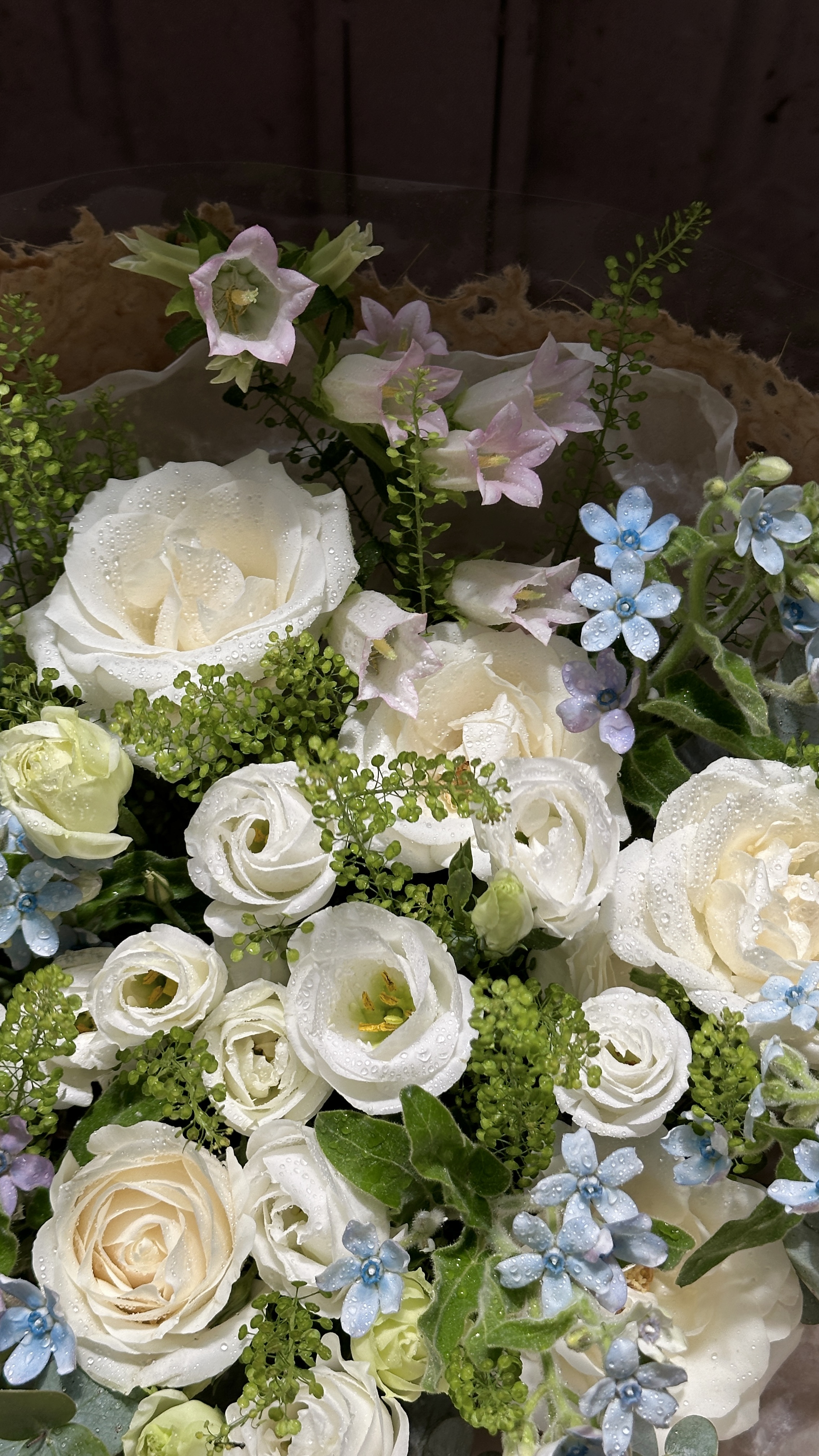 Wici Ranunculus 08 - 2