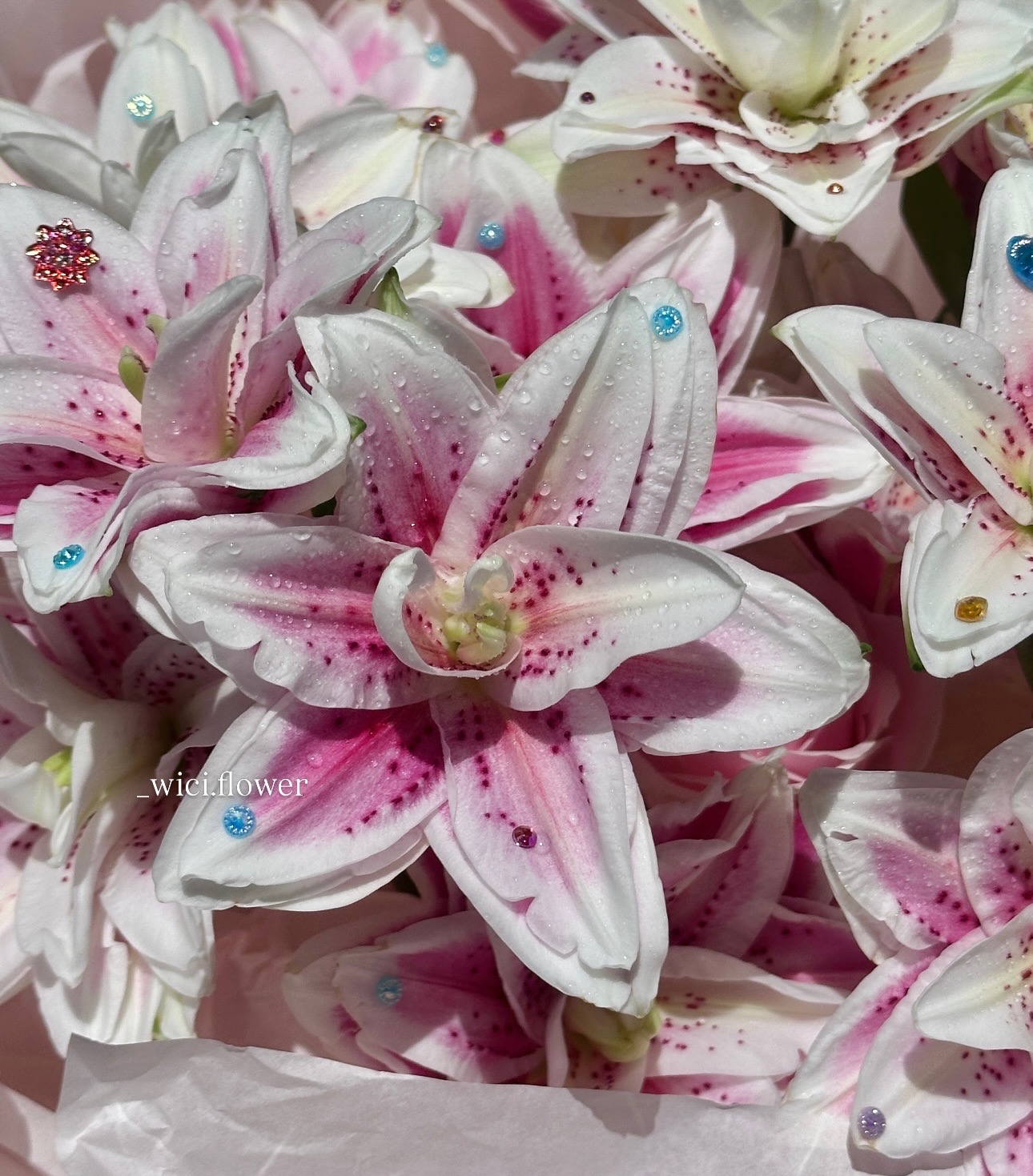 Wici Lily 08 - 1