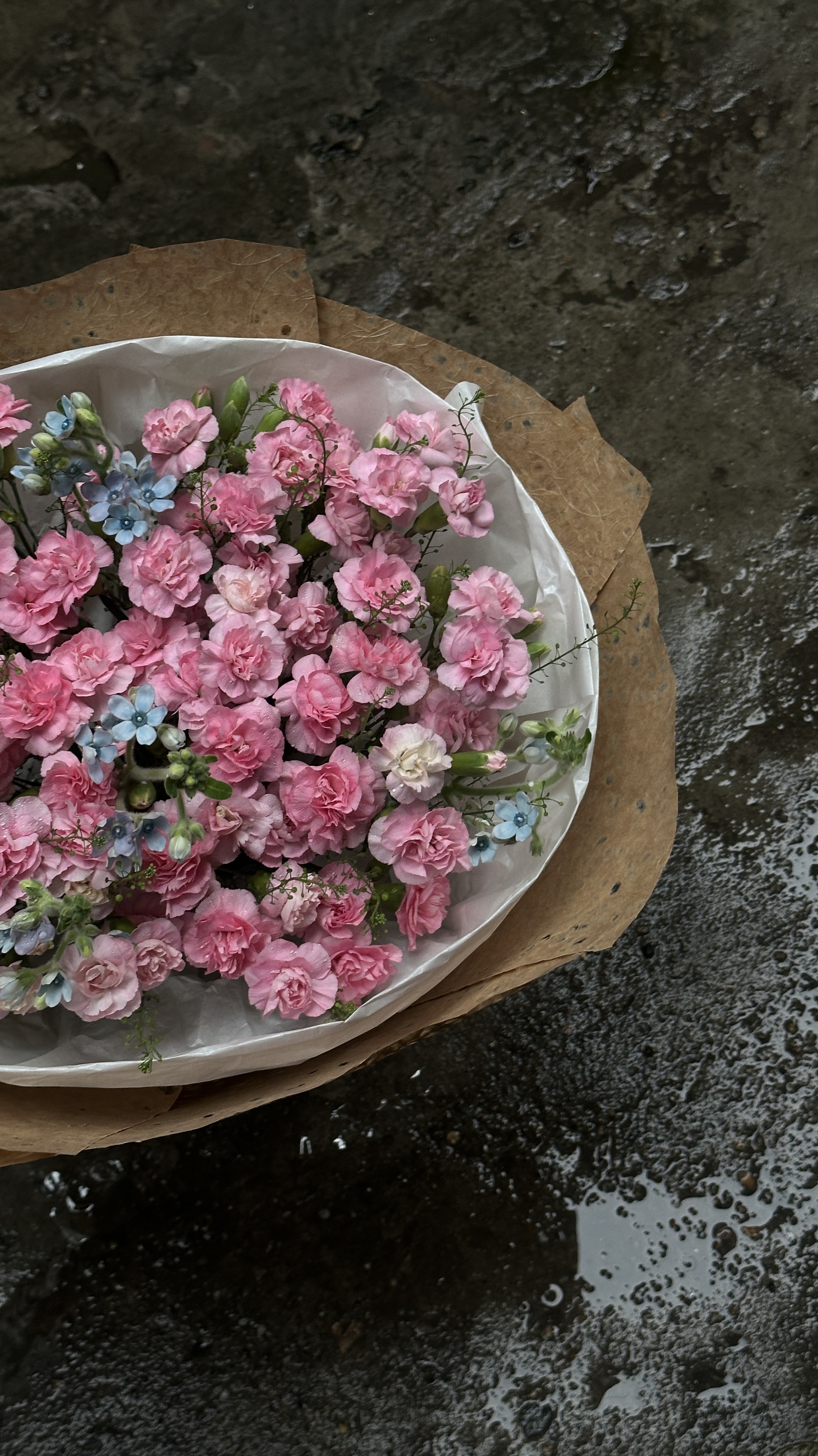 Wici Carnation 08 - 1