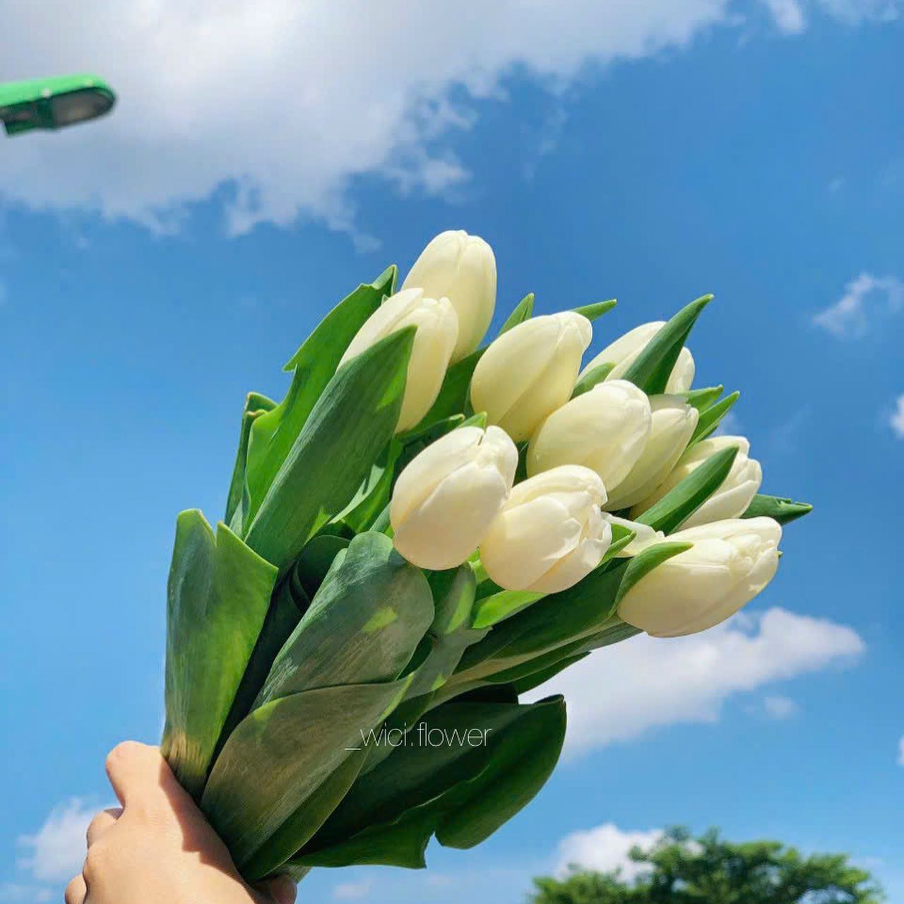 Ý nghĩa hoa theo màu sắc: Nhìn từ tâm lý người nhận: màu hoa nào dễ tạo ấn tượng tốt