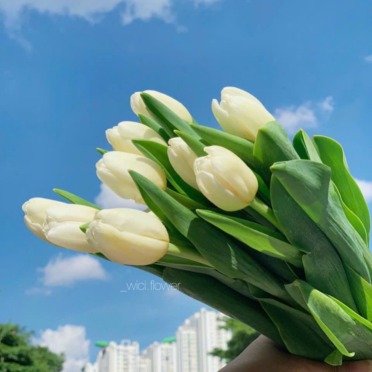florist wrapping bouquet, hoa tulip, vibe nu tinh