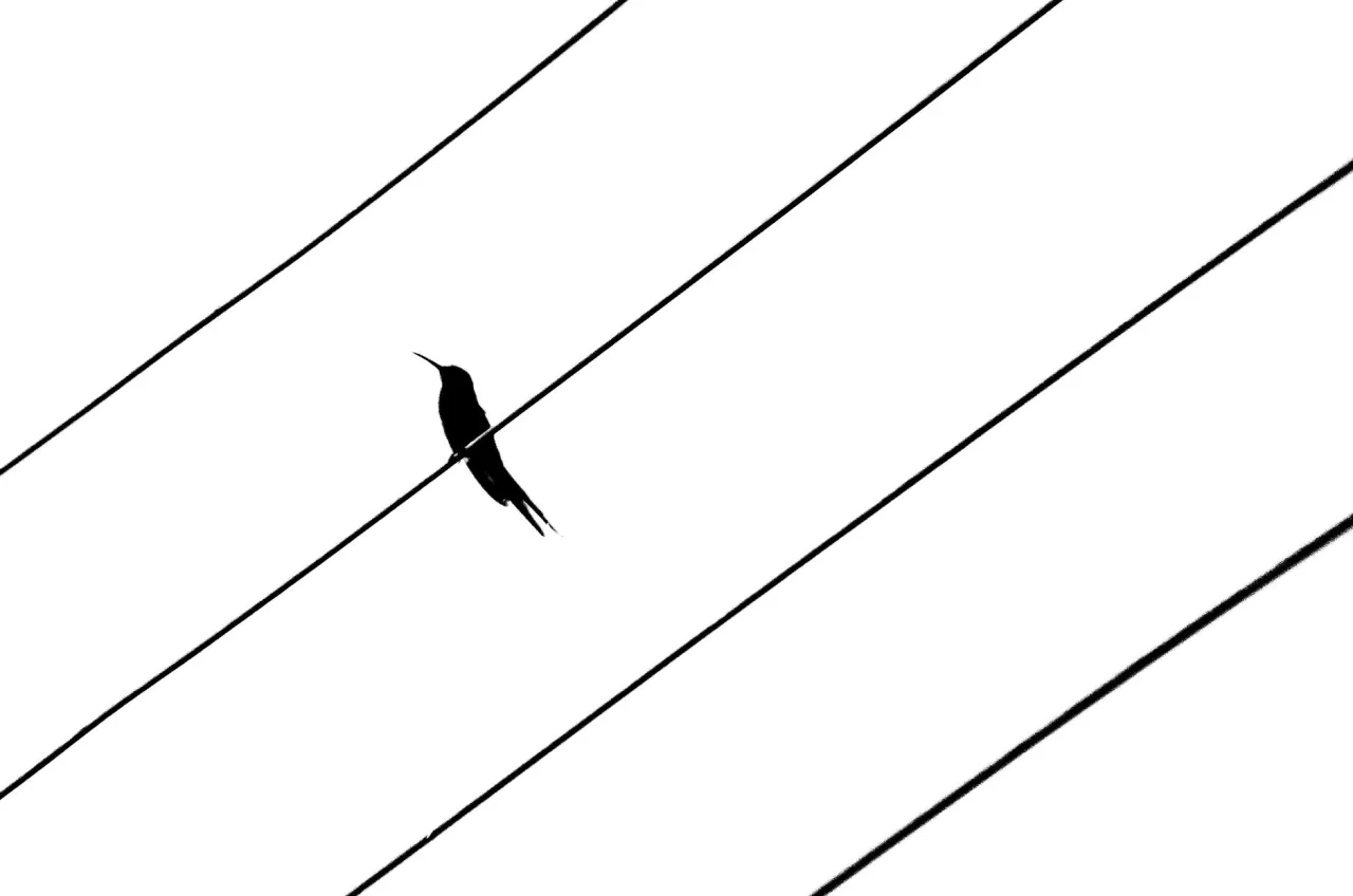 Monochrome