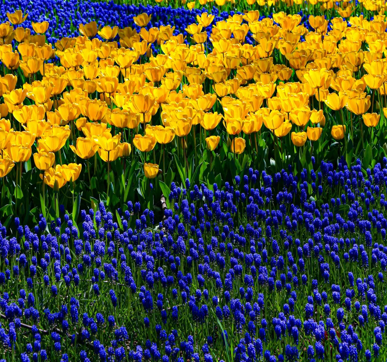 Velvia / Vivid