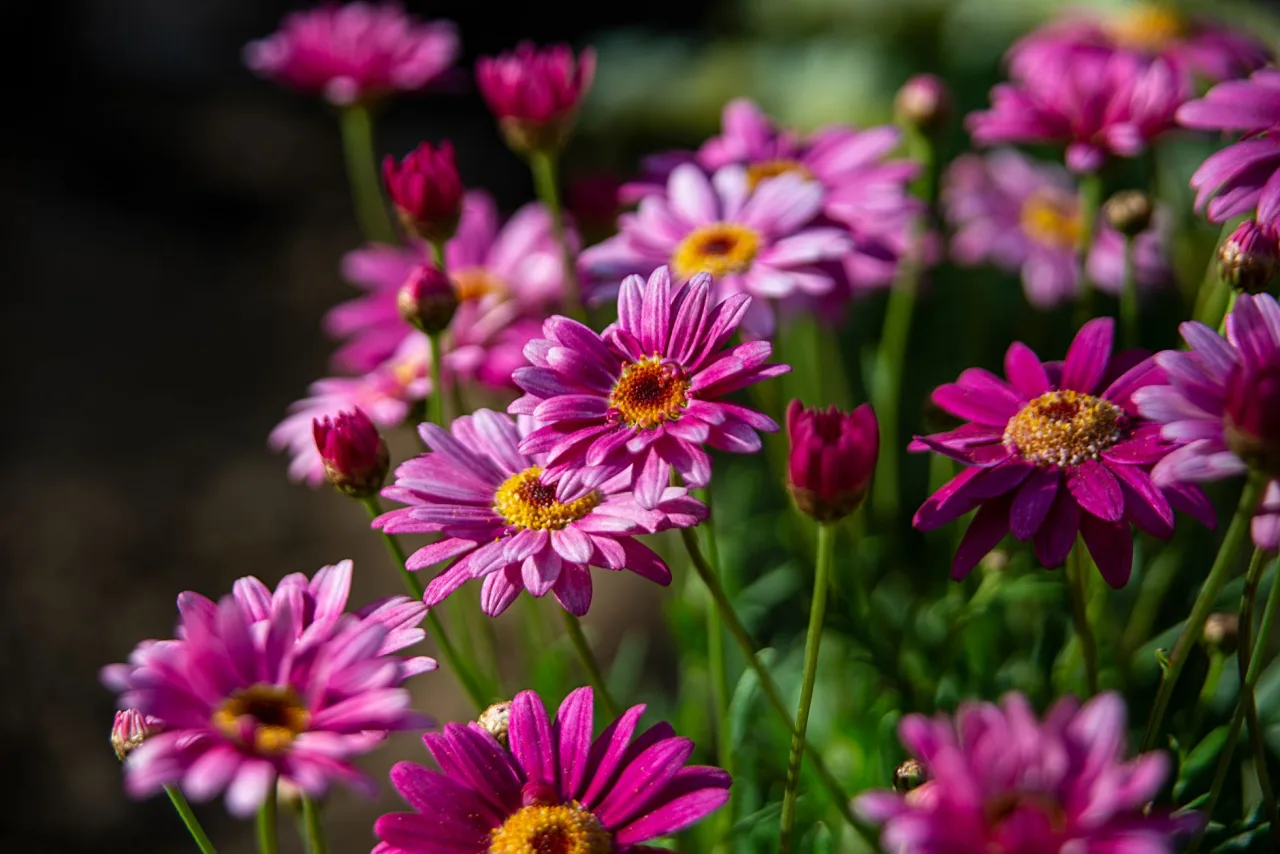 Velvia / Vivid