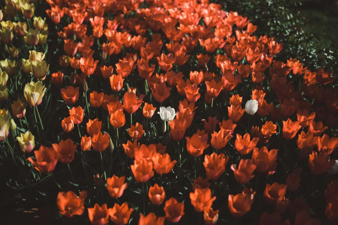 Velvia / Vivid