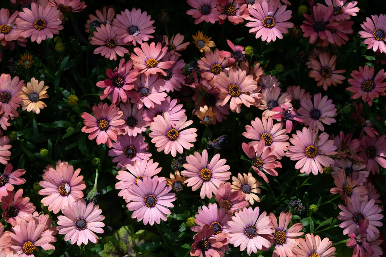 Velvia / Vivid