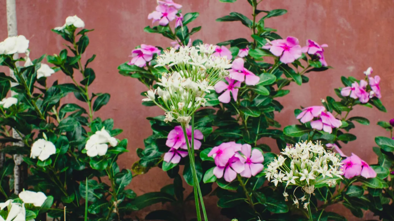 Velvia / Vivid