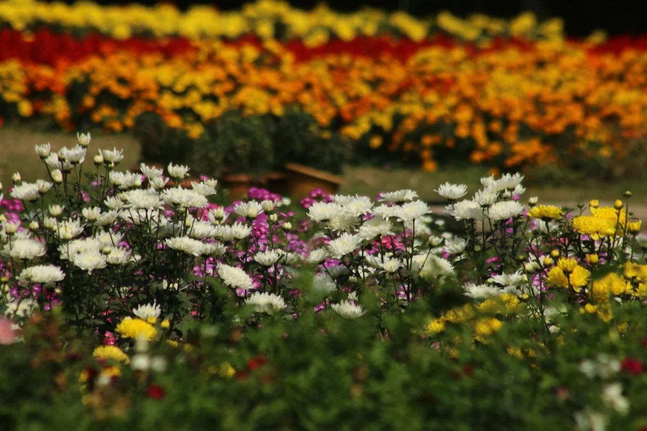 Velvia / Vivid