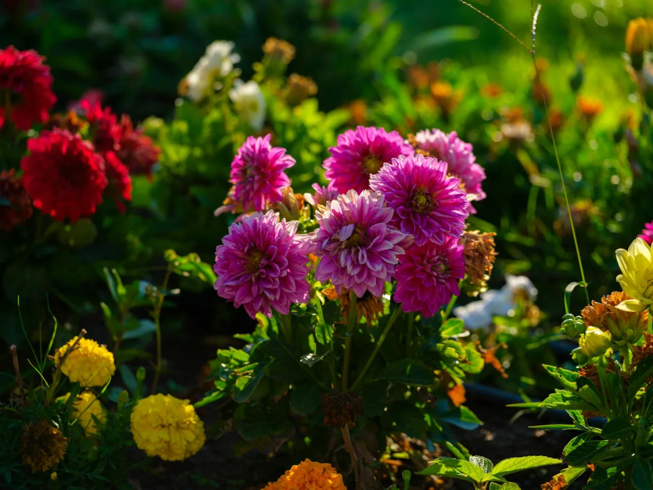 Velvia / Vivid